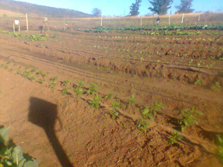 The Green Schools Project The Green Schools Project