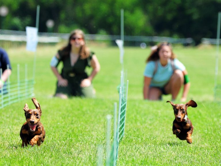 Two sausage dogs competing in a race.