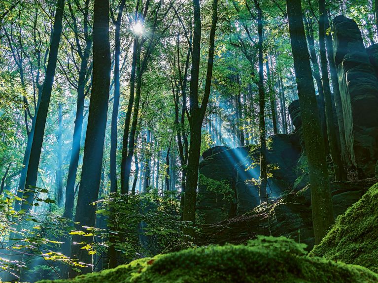 Wald Wald