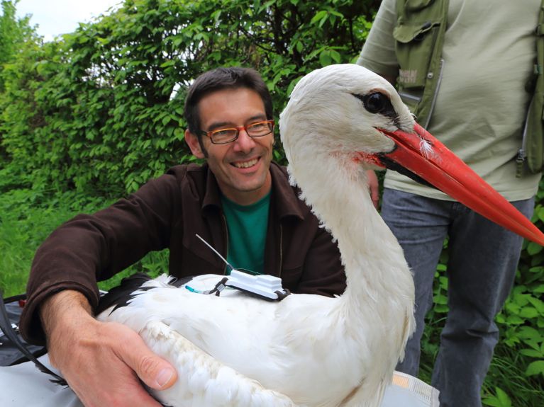 Storch mit Sender: Tierbeobachtung im deutsch-russischen Austausch