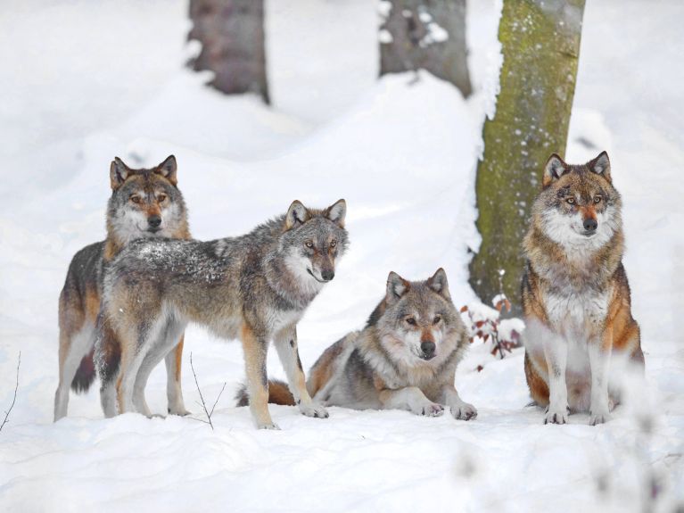 Bavyera Ormanları Ulusal Parkı’nda bir kurt sürüsü.