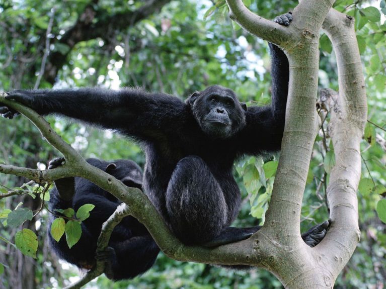 Die Zerstörung von Lebensräumen wilder Tiere erhöht die Gefahr von Zoonosen.