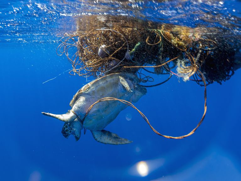 Plastikmüll gefährdet die maritime Tier- und Pflanzenwelt.