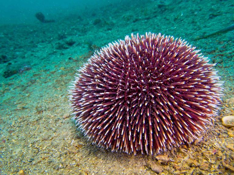 Sea urchins play a vital role in the marine ecosystem.