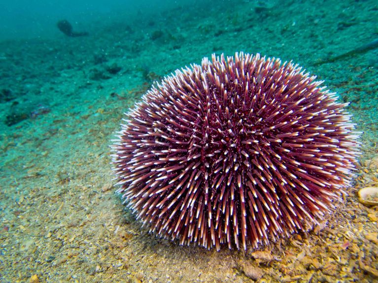 Seeigel spielen eine Schlüsselrolle im Ökosystem der Meere