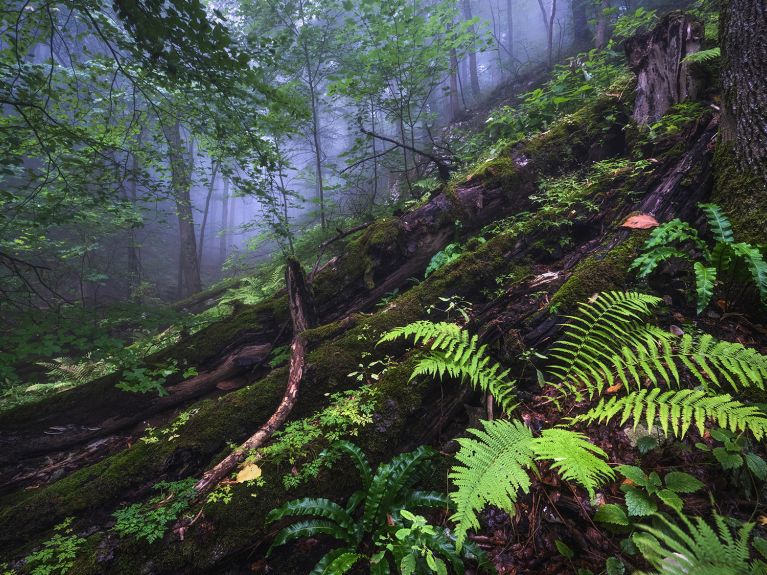 Wald in der Schwäbischen Alb.