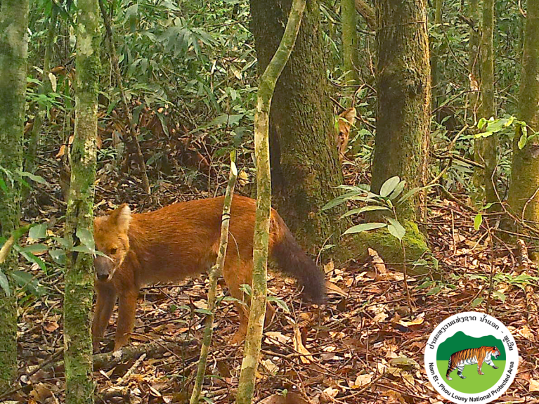 A rare sight: a dhole caught on camera