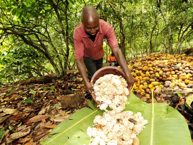 Le cacao est une marchandise exportée importante de la Côte d’Ivoire.