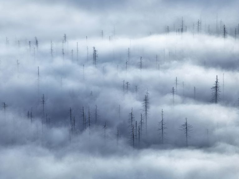 Borkenkäferbefall im Bayerischen Wald.