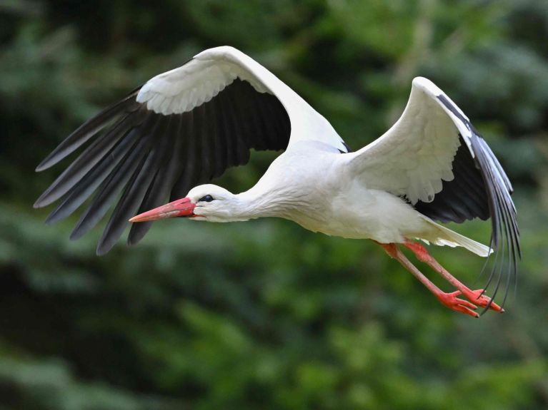 Under strict protection in Germany: the white stork