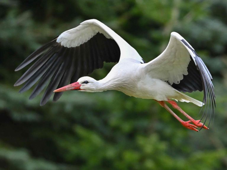 Under strict protection in Germany: the white stork Under strict protection in Germany: the white stork