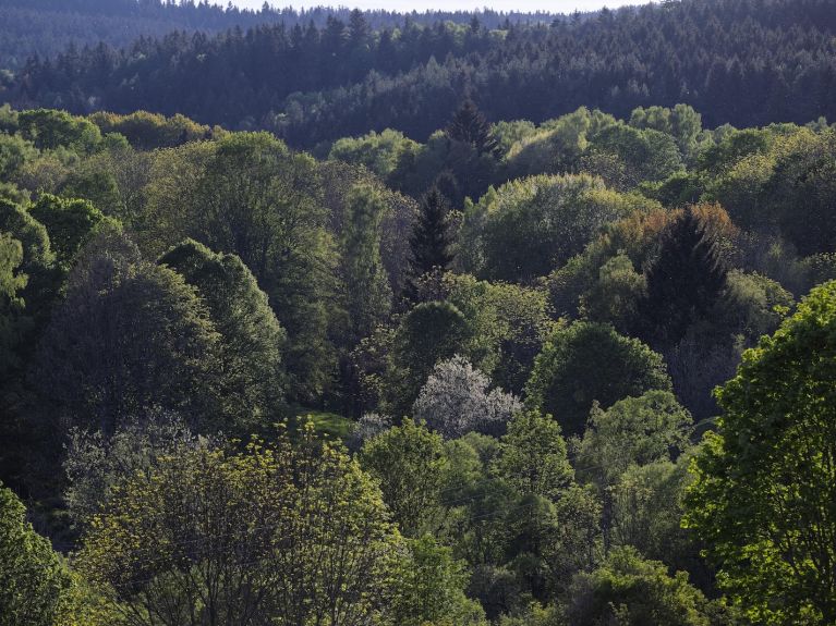 Dichte Waldlandschaft mit verschiedenen Laubbäumen in unterschiedlichen Grüntönen und einem einzelnen weißblühenden Baum in der Bildmitte, im Hintergrund bewaldete Hügel. 
