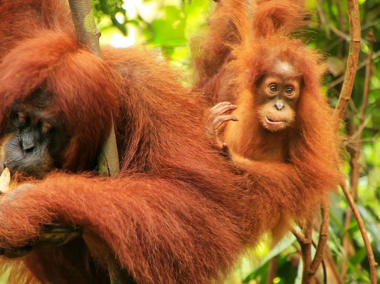 Orangutany w Parku Narodowym Gunung Leuser w Indonezji