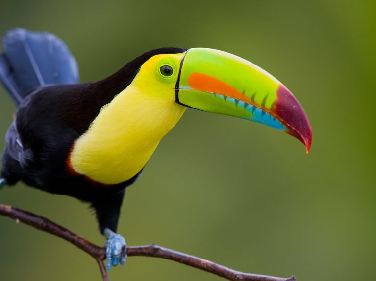 Um tucano – habitante da floresta tropical centro-americana. 