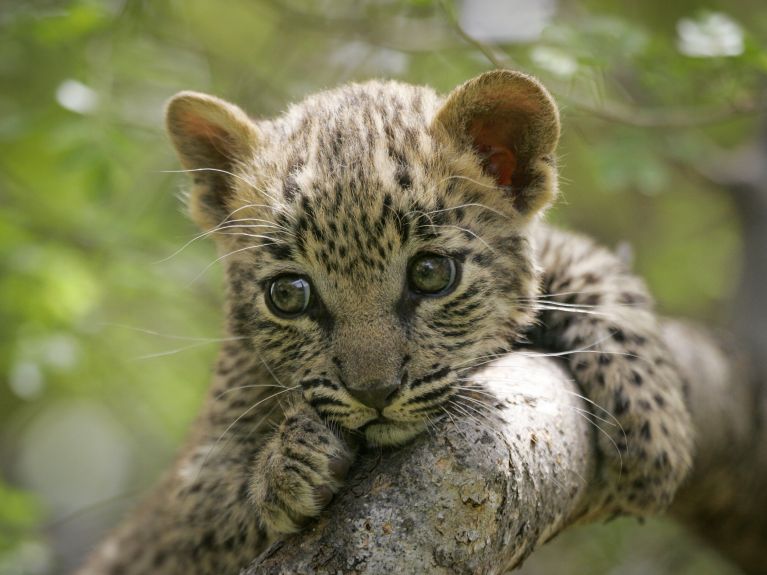 On też otrzymuje pomoc: leopard w afrykańskim parku narodowym.