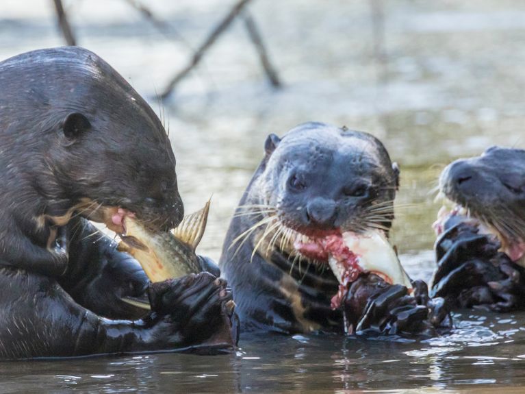 Familienessen für Riesenotter in Brasilien.