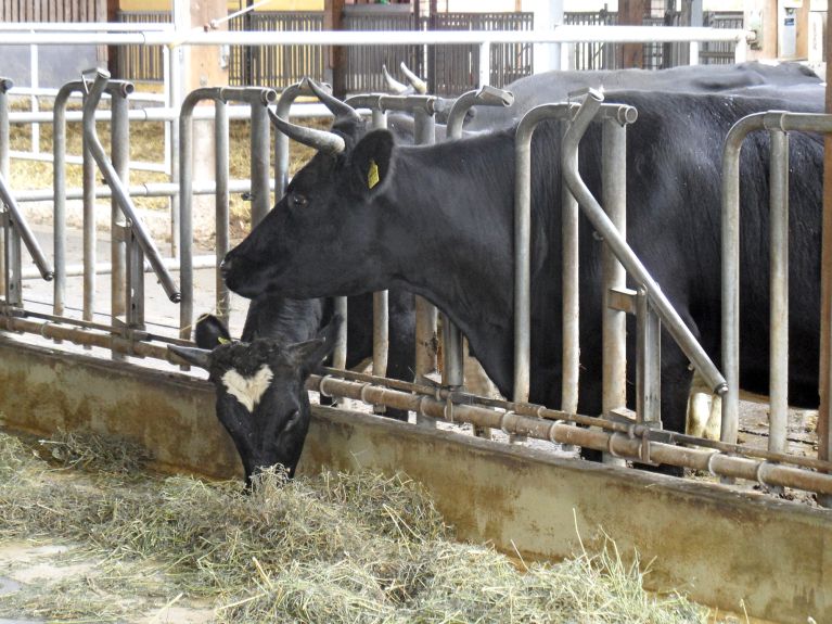 تتمتع الأبقار بالكثير من المساحة في الاسطبل.