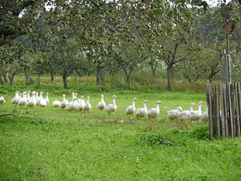 Kazlar ve tavuklar yeşil alanda serbest dolaşıyor. 