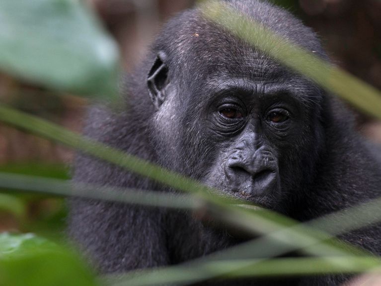 Gorila en el Parque Nacional de Odzala-Kokoua, apoyado por el LLF. 