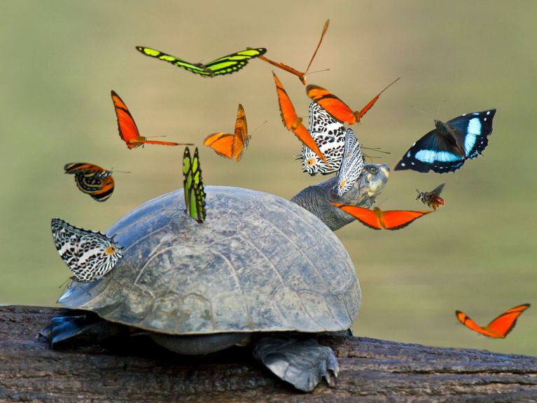As borboletas voam ao redor de uma tartaruga na floresta tropical peruana.