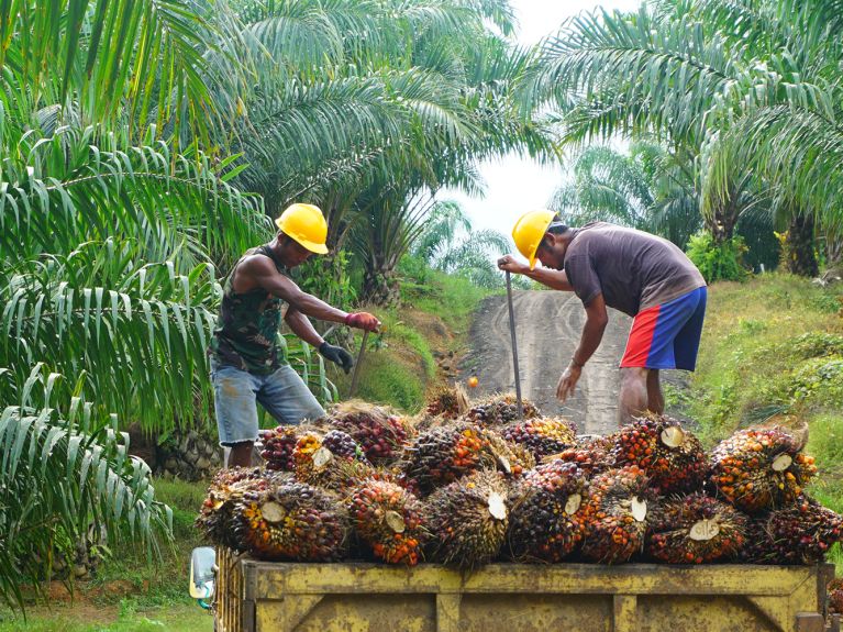 Ernte der Palmfrüchte