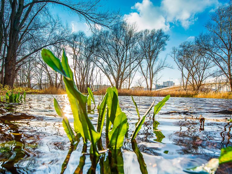 Renaturation du Main : Les berges du Main renaturées près de Francfort.