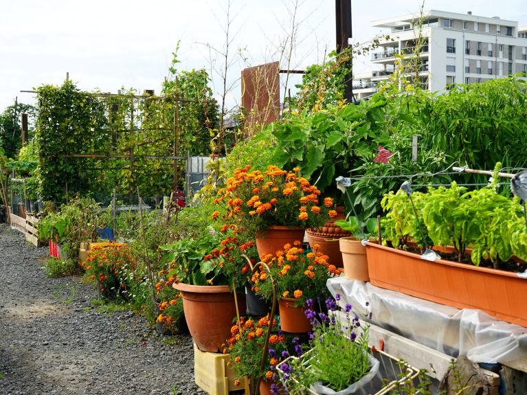 Urban gardening à Offenbach