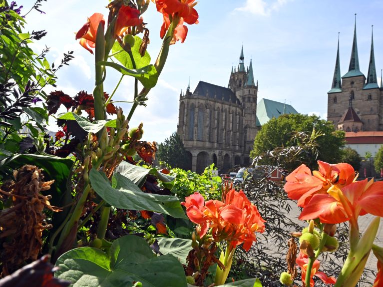 Der Dom und die Severi-Kirche 