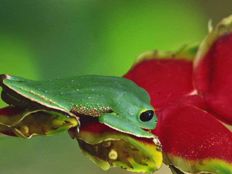 An endemic frog in the LLF-supported Madidi National Park in Bolivia.