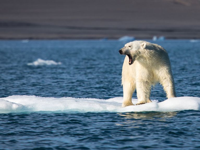 Eisbär Eisbär
