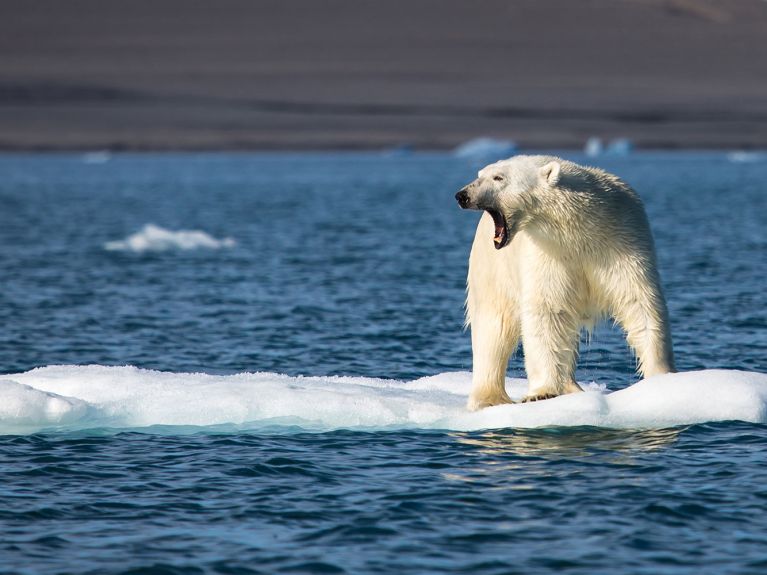 Eisbär