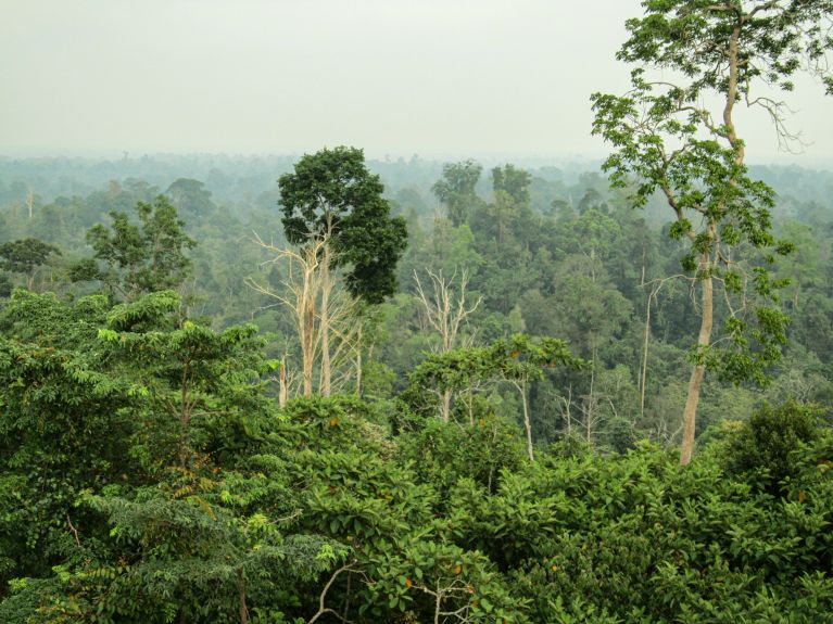 The Harapan rainforest before the fires 