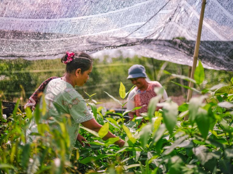 Проект по высаживанию лесов Ecosia в Индонезии 