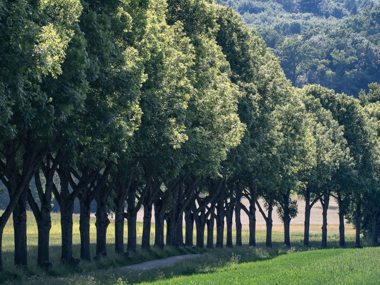 “7,000 Oaks” by Joseph Beuys