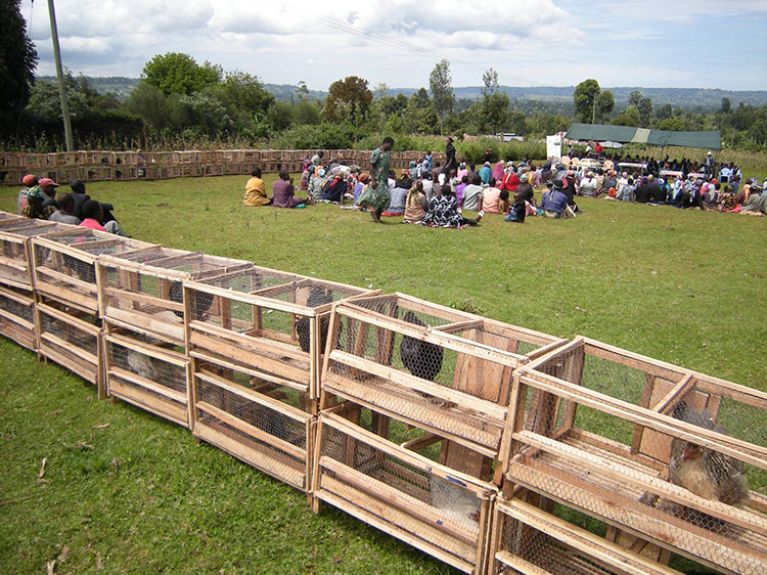 One hen campaign project kenya women beneficiary One hen campaign project kenya women beneficiary