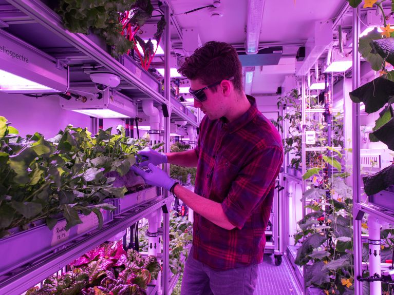 伊甸园国际空间站：人工环境下在雾培体系中生长的生菜。