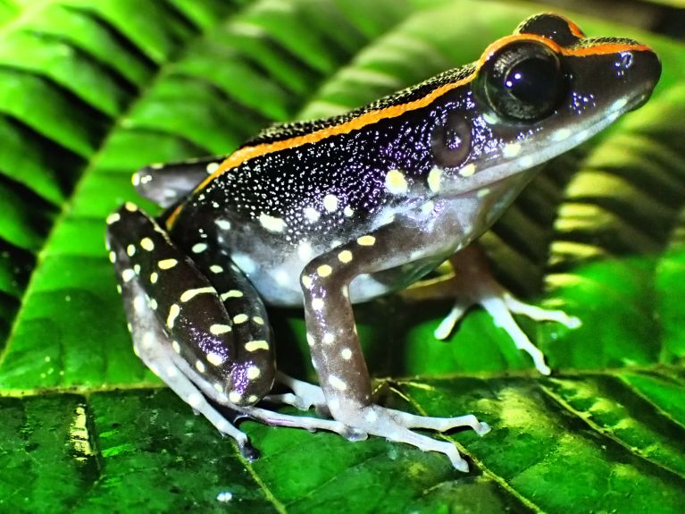 The tropical rainforests are a hive of biodiversity 