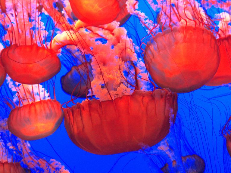 Проект «GoJelly»: медузы фильтруют микропластик