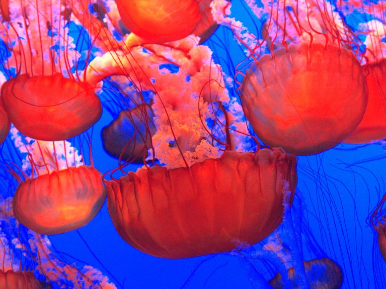 Projekt „GoJelly“: Quallen filtern Mikroplastik Projekt „GoJelly“: Quallen filtern Mikroplastik