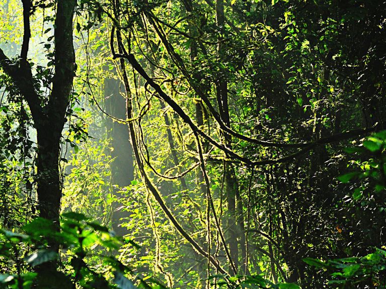 Thousands of unknown viruses live in the jungle Thousands of unknown viruses live in the jungle