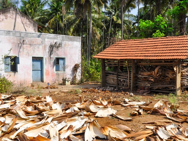 The raw material: leaves that have fallen off the areca palm The raw material: leaves that have fallen off the areca palm