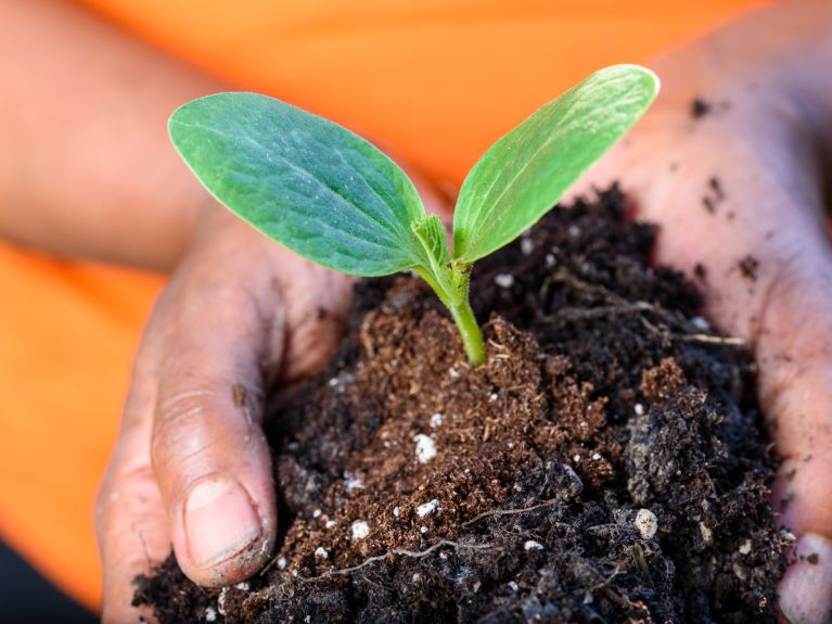 Des sols fertiles, des plantes vigoureuses : l’Allemagne œuvre à la protection des sols.