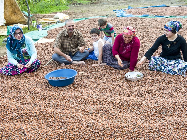 Haselnussernte an der türkischen Schwarzmeerküste