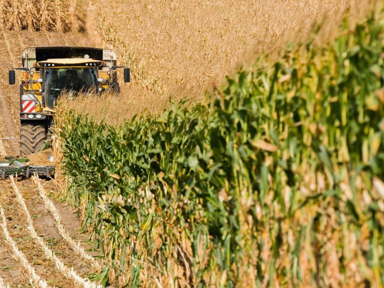 Vielfältiger nachwachsender Rohstoff: Mais wird geerntet.