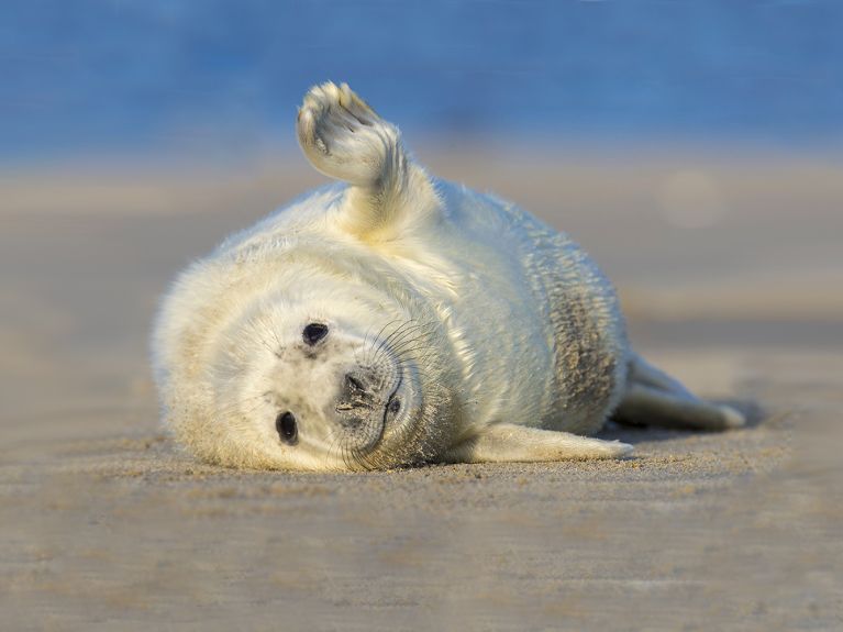 黑尔戈兰岛海滩上的灰海豹
