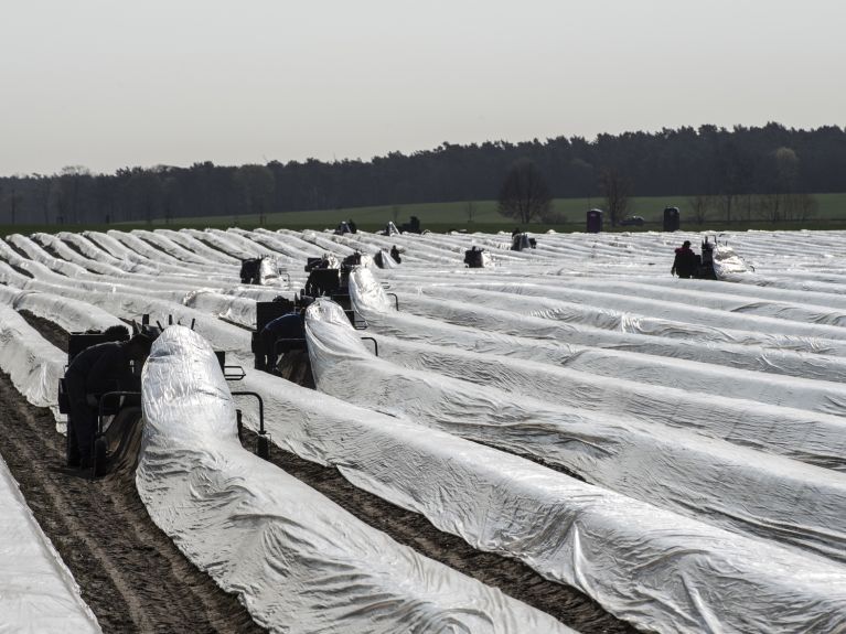 Kto będzie zbierał szparagi? W rolnictwie poszukiwanych jest tysiące pracowników.