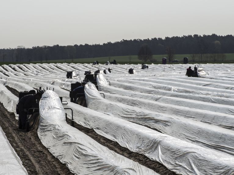 Who will harvest the asparagus? Thousands of workers are needed in agriculture.