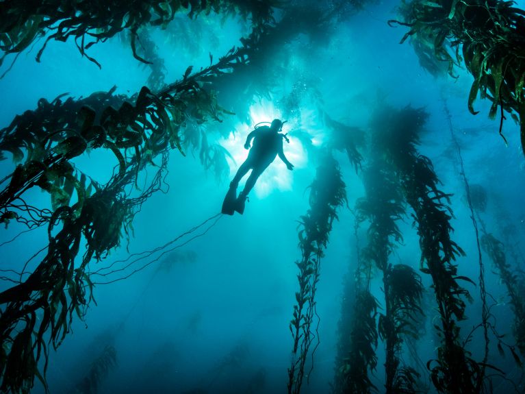 Os oceanos exercem um forte fascínio nas pessoas.