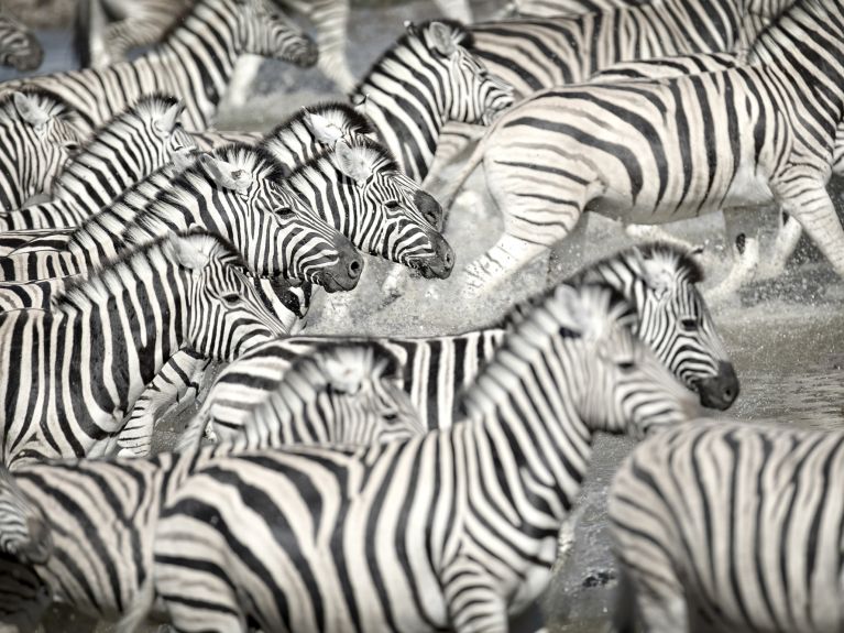 What do zebras have to do with mathematics and the coronavirus?