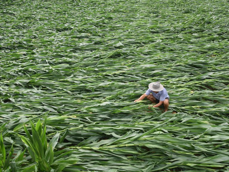 Après la tempête : un agriculteur dans la province chinoise de Shandong 